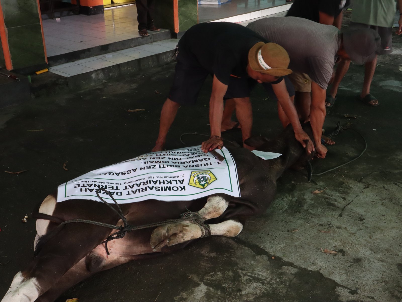 Idul Adha 1446H: Penyembelihan Hewan Kurban di Pontren Alkhairaat Kalumpang
